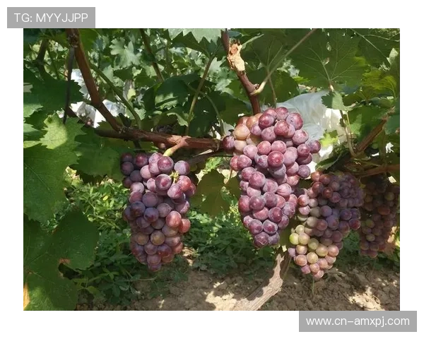 新葡萄娱乐城会员每日签到奖励机制及提升技巧分享